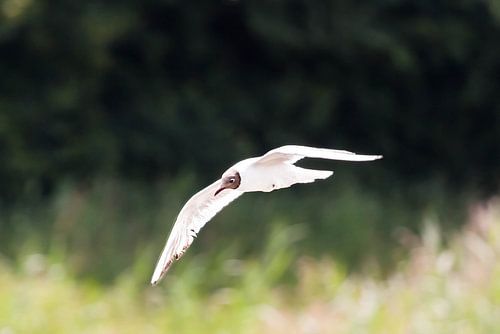 Flying Gull