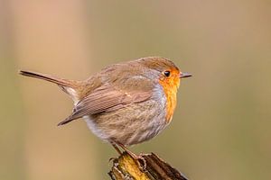 roodborst van Arnoud van der Aart