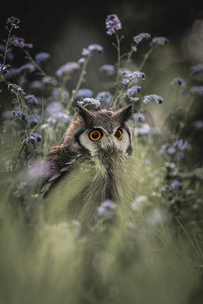 La chouette naine à joues blanches parmi les belles fleurs par Jolien Berntsen