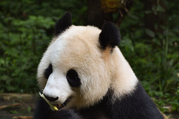 Manger du panda