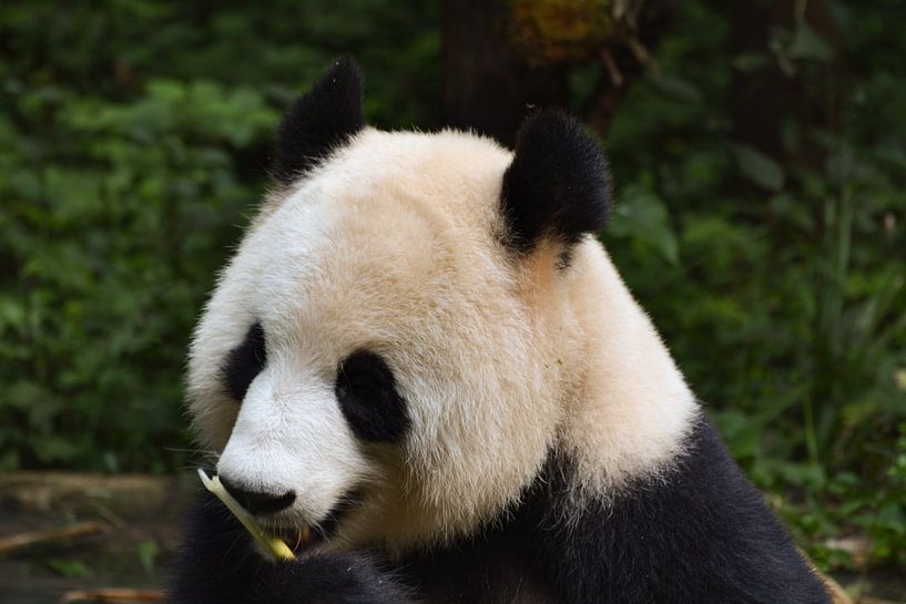 Panda essen von Kenji Elzerman