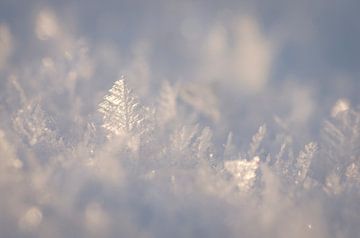 Winterblad van KSB Photography