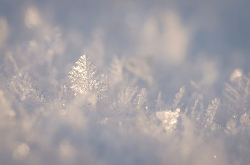 Winter Leaf by KSB Photography