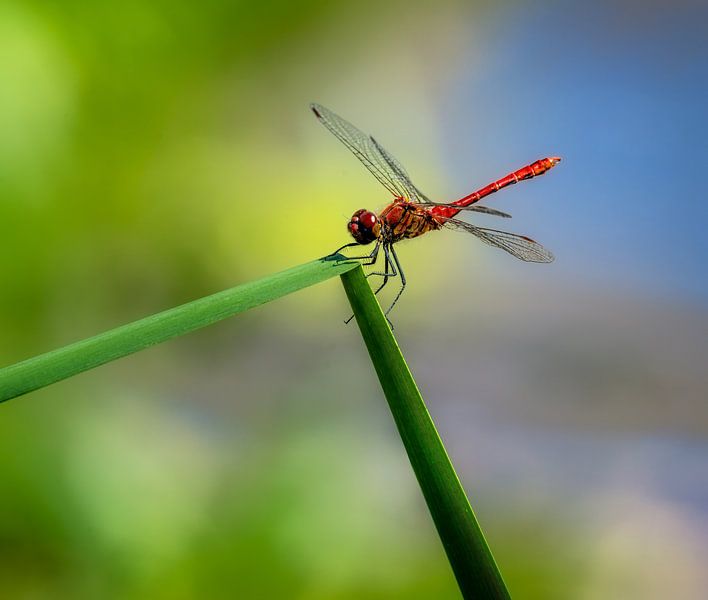 Macro of a blood red damselfly by ManfredFotos