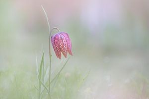 fleur de vanneau sauvage à Voorne's Duin