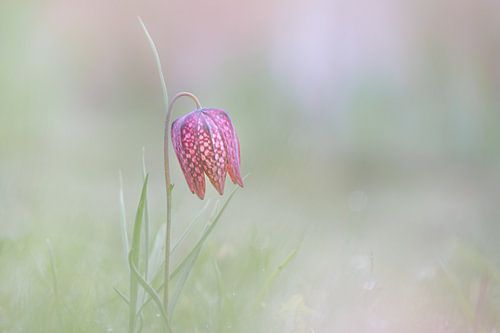 wilde kievitsbloem in Voorne's Duin