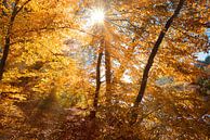 zonnestralen in het herfstige beukenbos van SusaZoom thumbnail