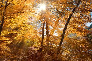 rayons de soleil dans la hêtraie d'automne