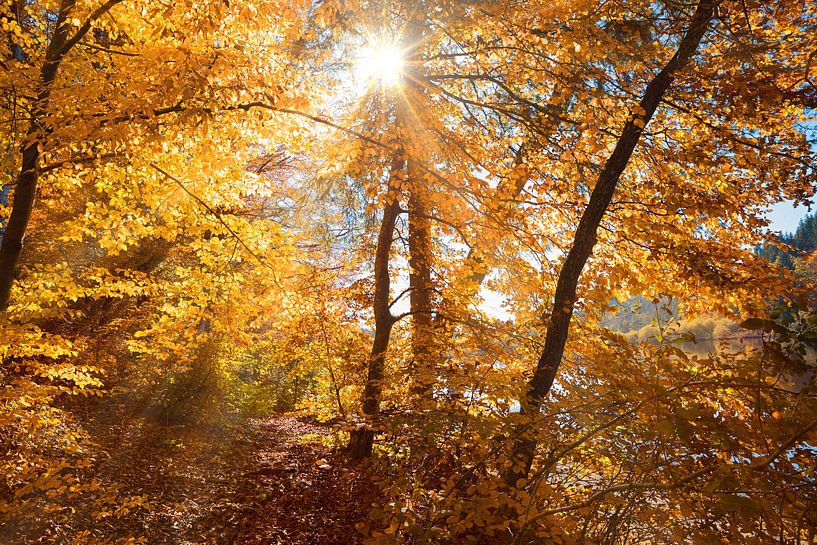 bright sunshine through autumal beech leaves, footpath in the forest by SusaZoom