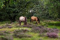 Horses grazing on the moors