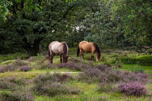 Weidende Pferde in den Mooren
