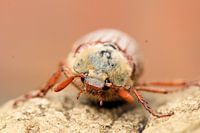 Posing cockchafer