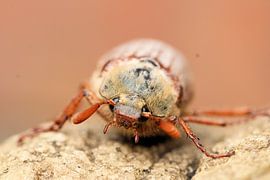 Posierender Maikäfer