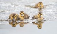 Vier Entenküken schwimmen auf dem Wasser, Süd-Holland, Niederlande von Nature in Stock Miniaturansicht