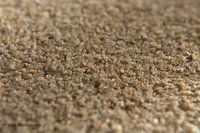 Sandy