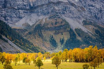 Ahornbäume am Großen Ahornboden in Österreich im Herbst mit massiver Felswand von Robert Ruidl