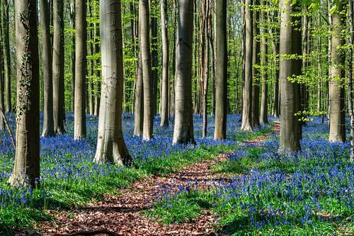 Hallerbos in bloeitijd