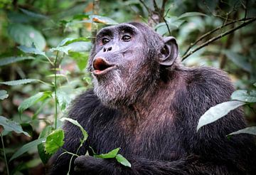 Chimpanzé en Ouganda, forêt de Kibale, faune sur W. Woyke