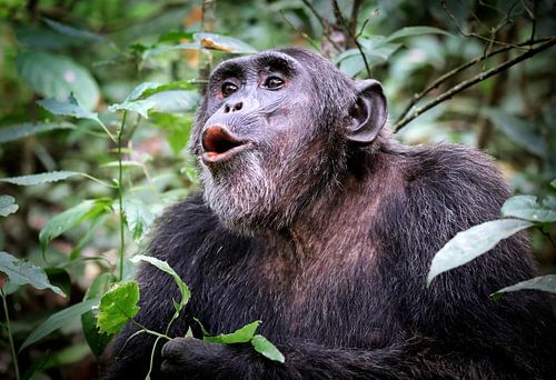 Chimpansee in Oeganda, Kibale Forest, wildernis van WiWo
