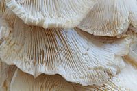 Ruffled