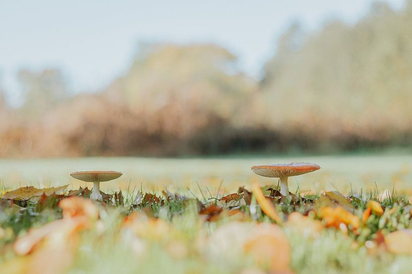 Sonniger Herbsttag im Oktober von Gert Beltman