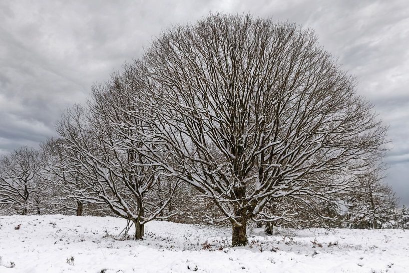 Winter trees by Elmer Geissler