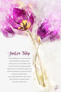 Tulipe