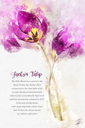 Tulp