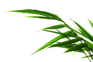 bamboo