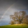 Regenbogen über der alten Linde von Jürgen Schmittdiel Photography