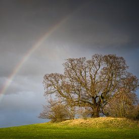 Regenbogen über der alten Linde von Jürgen Schmittdiel Photography