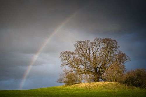 Regenboog over de oude linde