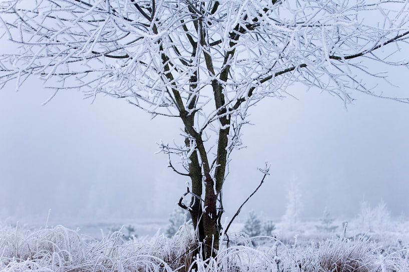 arbre sur la lande, couvert de neige par Karijn | Fine art Natuur en Reis Fotografie