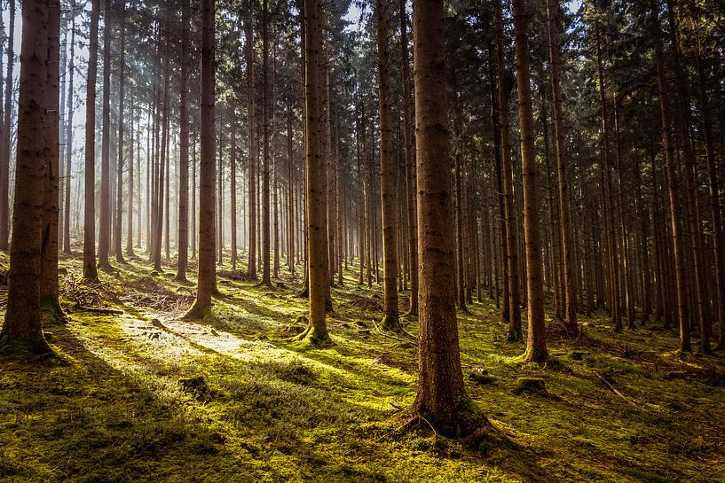 forest light by Menno Janzen