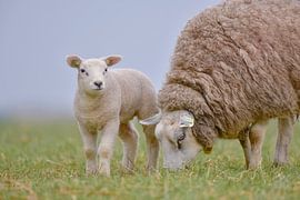 Lamb with mother. by Francis Dost