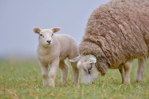 Lamb with mother.