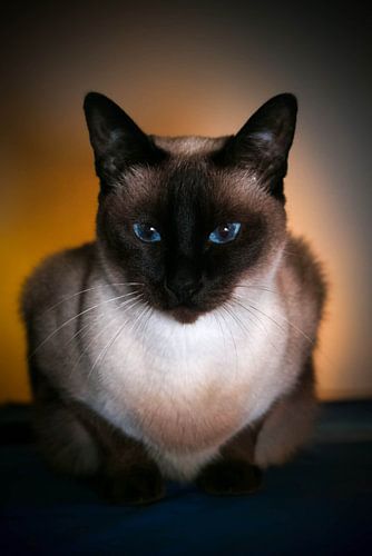 siamese kat