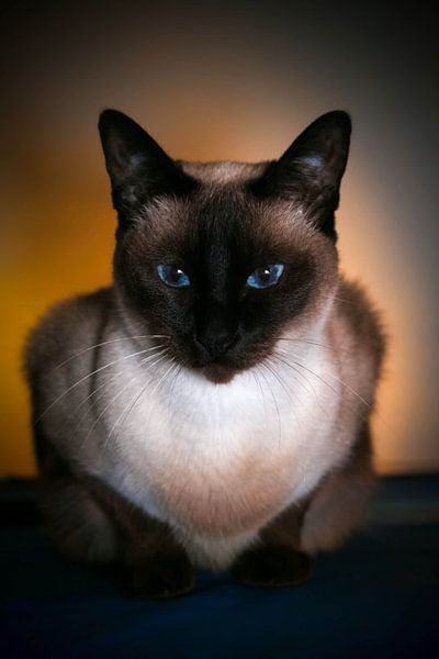 siamese kat par Rubin Versigny