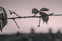 Leaf Art Macro Photography Black and White