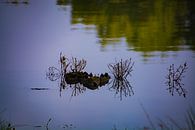 Spiegelbild von Zweigen im Wasser von FotoGraaG Hanneke Miniaturansicht