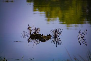 Mirror image of twigs in the water