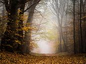 Autumn adventure by Tvurk Photography thumbnail