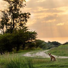 fox in evening light by Ed Klungers