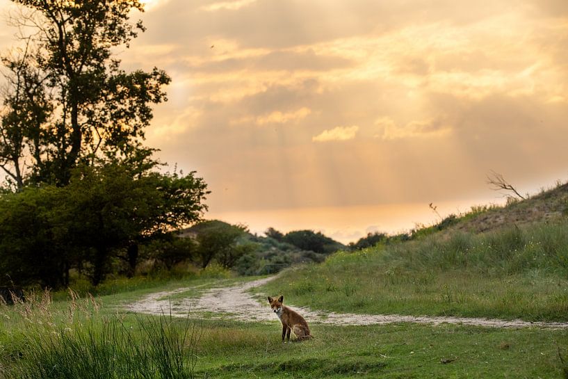 Fuchs im Abendlicht von Ed Klungers