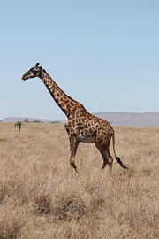 Giraffe in Tanzania by Jasper
