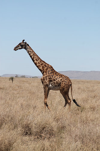 Giraffe in Tanzania