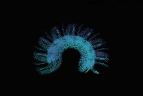 Hairy deep sea creature
