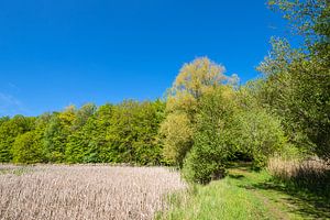 Landschaft mit Schilf und Bäumen bei Kuchelmiß