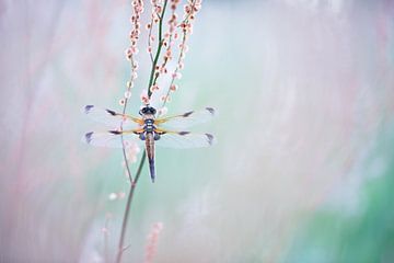 Four-spotted chaser dragonfly by Judith Borremans