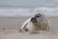 Zeehonden pup